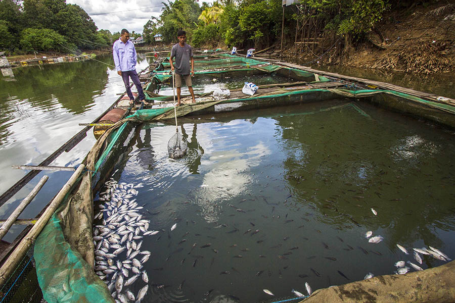 Belasan Ton Ikan Mati Dampak Musim Kemarau