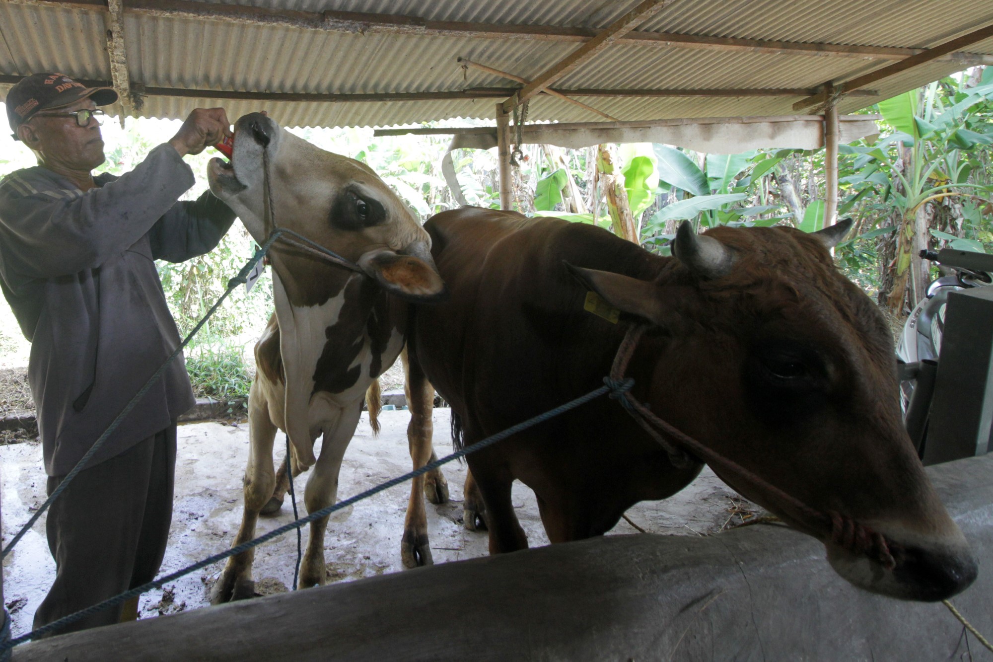 Peternak  Antisipasi Penyebaran Penyakit Kulit Hewan Kurban