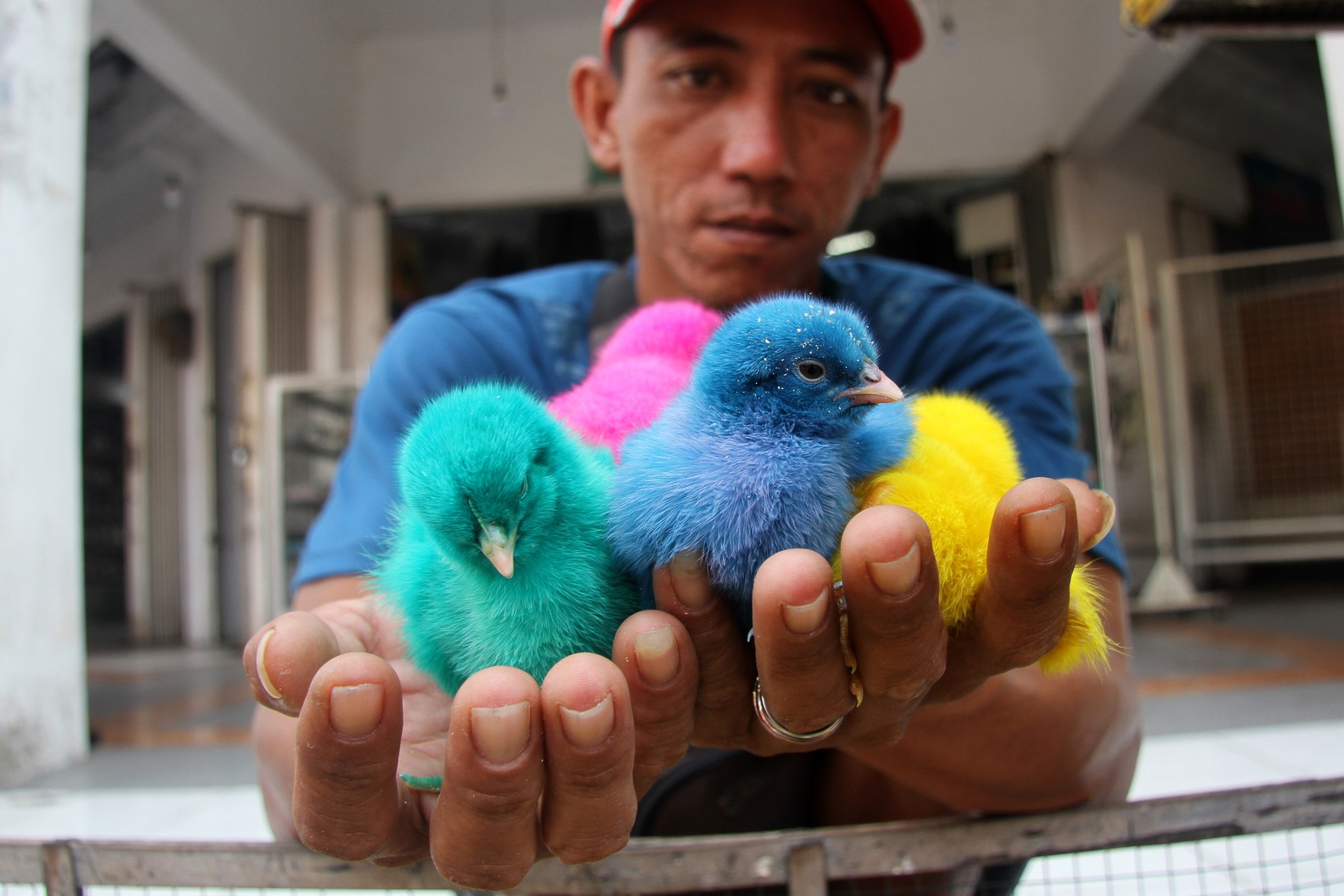 Penjualan Anak ayam Warna-Warni  