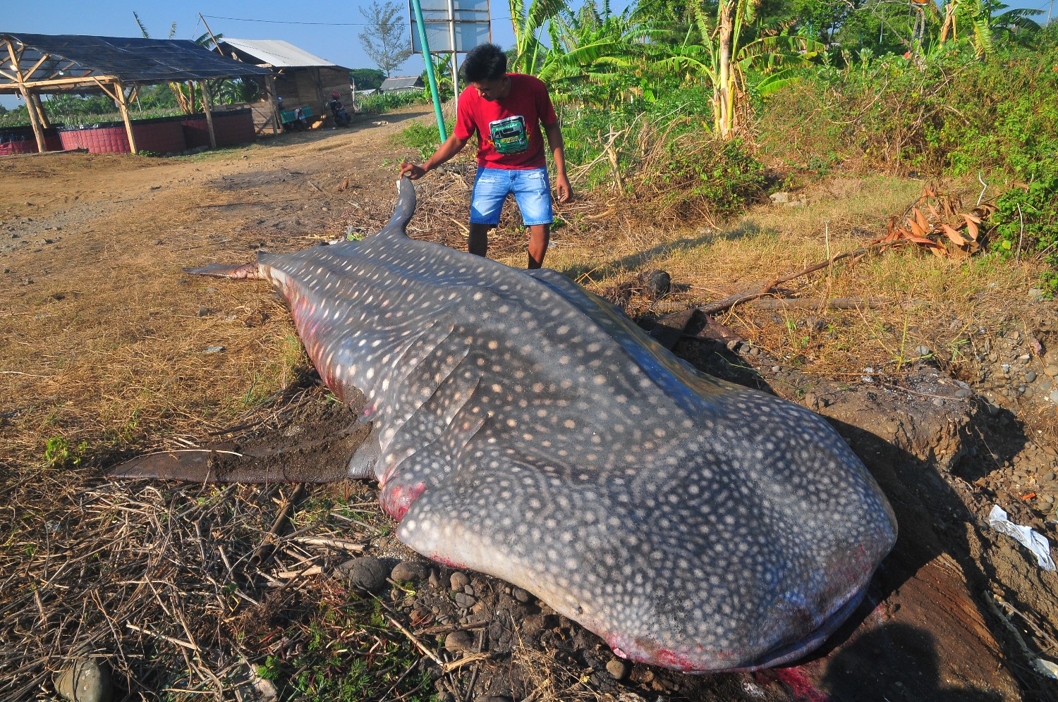 Hiu Tutul Terjaring Nelayan di Jepara