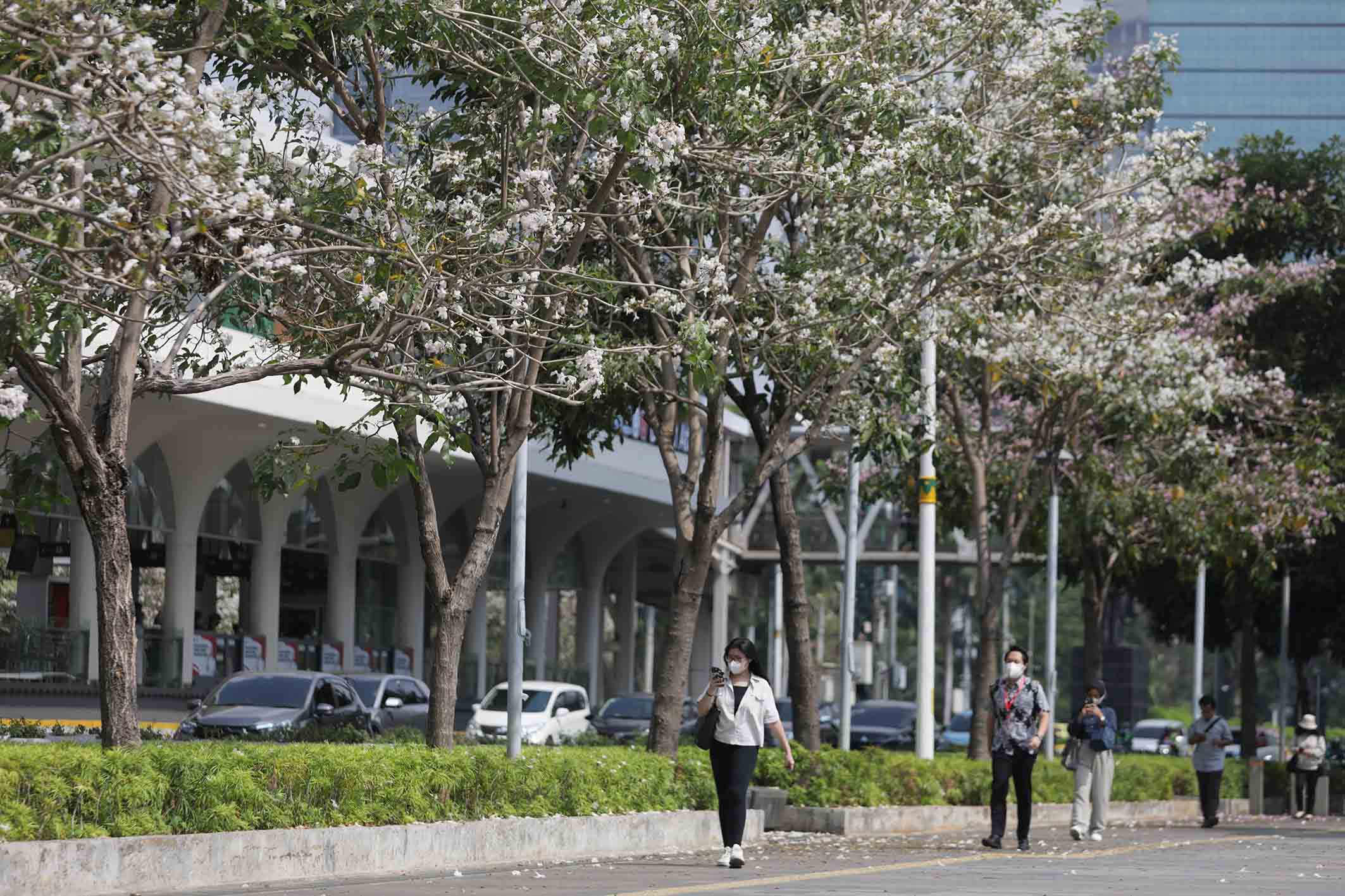 Bunga Tabebuya Mekar, Jln Sudirman Serasa di Luar Negeri 