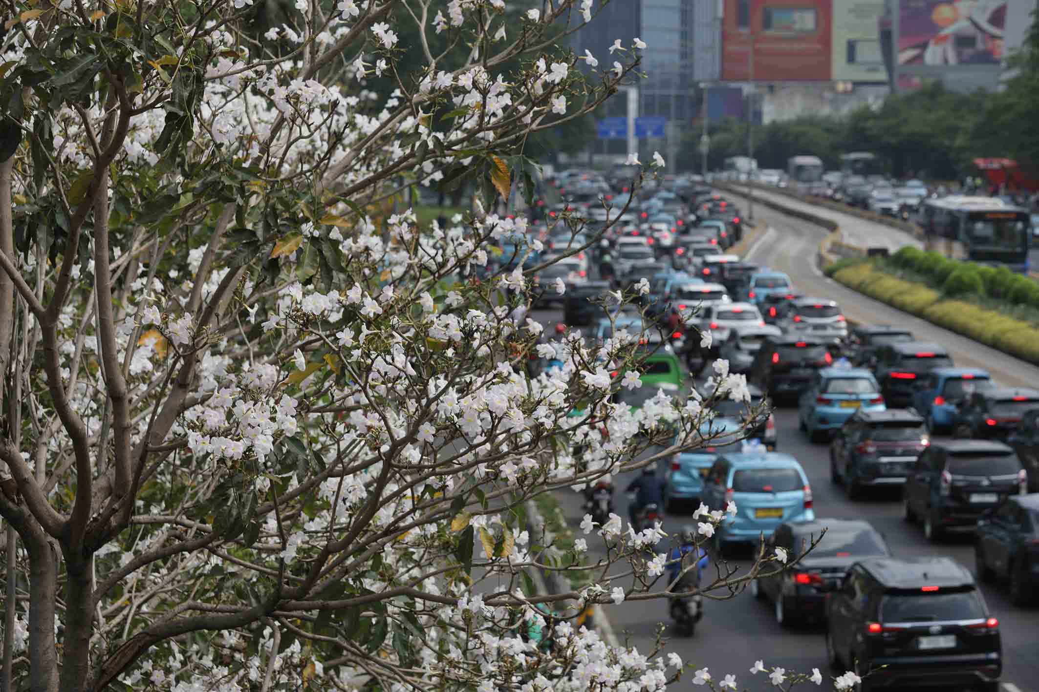 Bunga Tabebuya Mekar, Jln Sudirman Serasa di Luar Negeri 