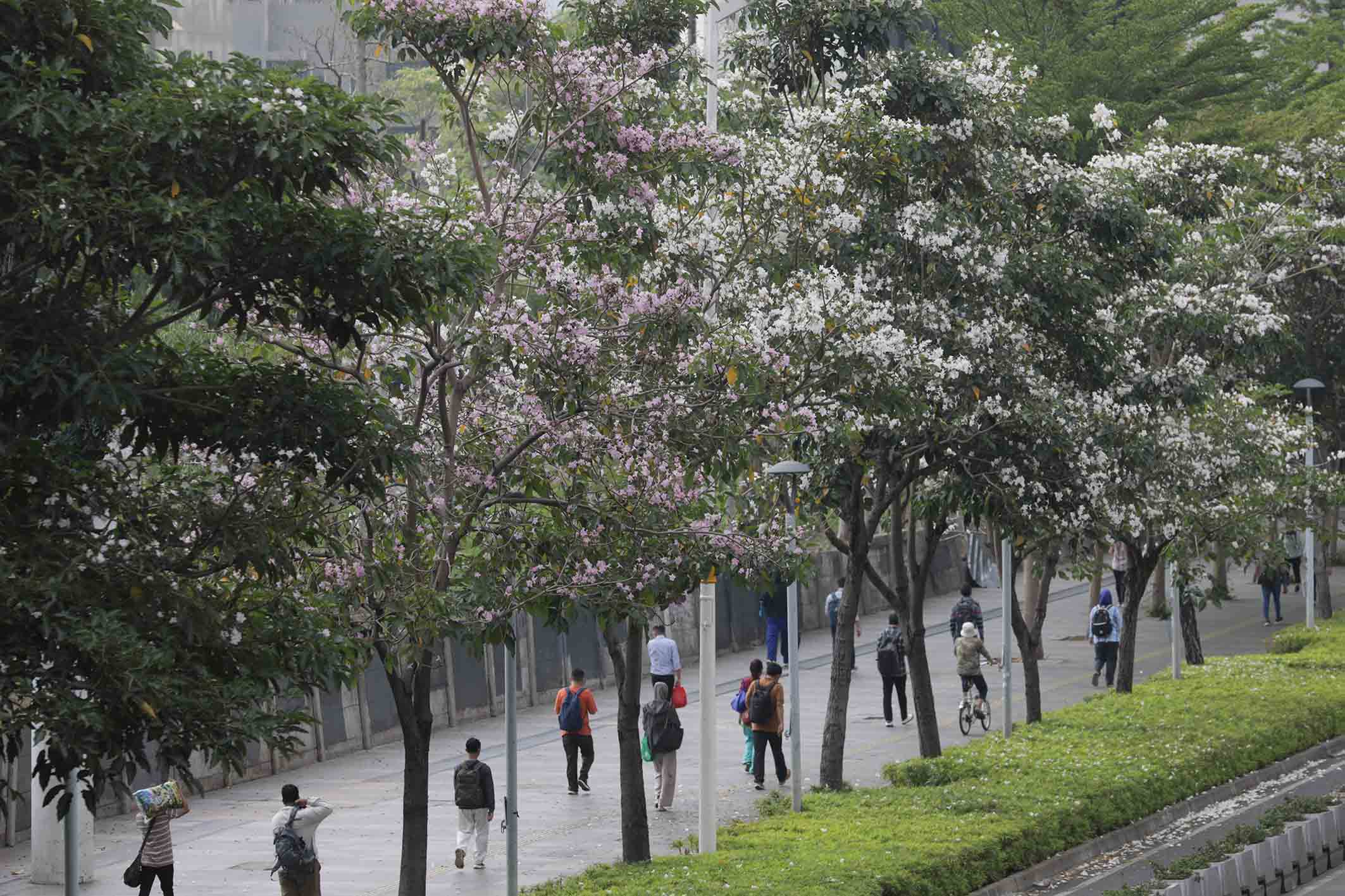 Bunga Tabebuya Mekar, Jln Sudirman Serasa di Luar Negeri 