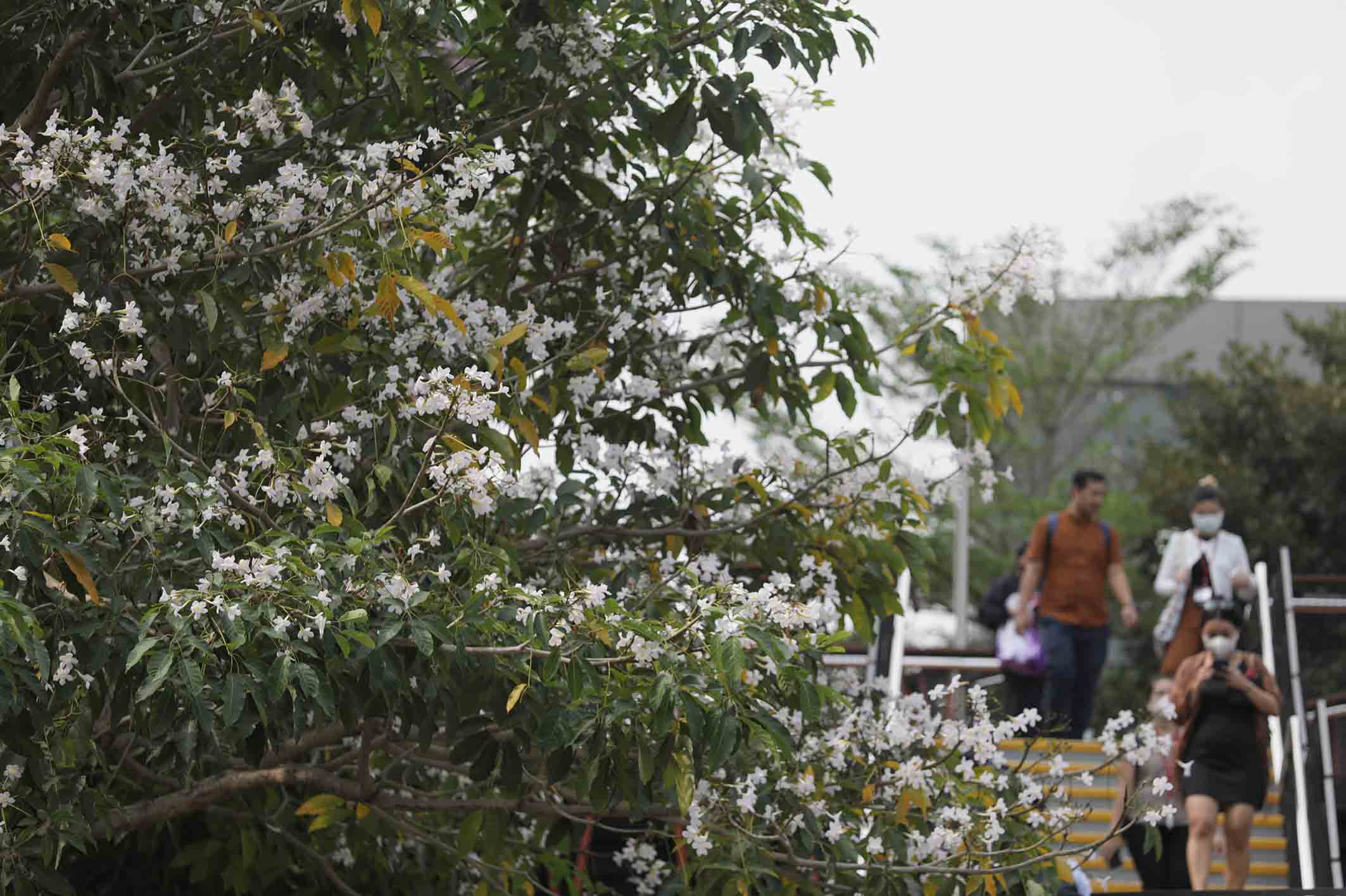 Bunga Tabebuya Mekar, Jln Sudirman Serasa di Luar Negeri 