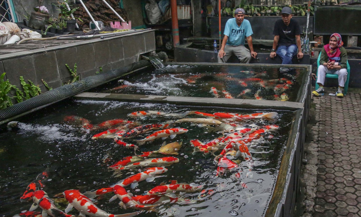 Indonesia Menjadi Eksportir Ikan Hias Terbesar Kedua di Dunia