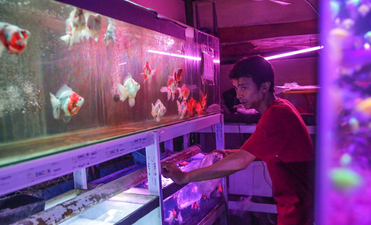 Indonesia Menjadi Eksportir Ikan Hias Terbesar Kedua di Dunia