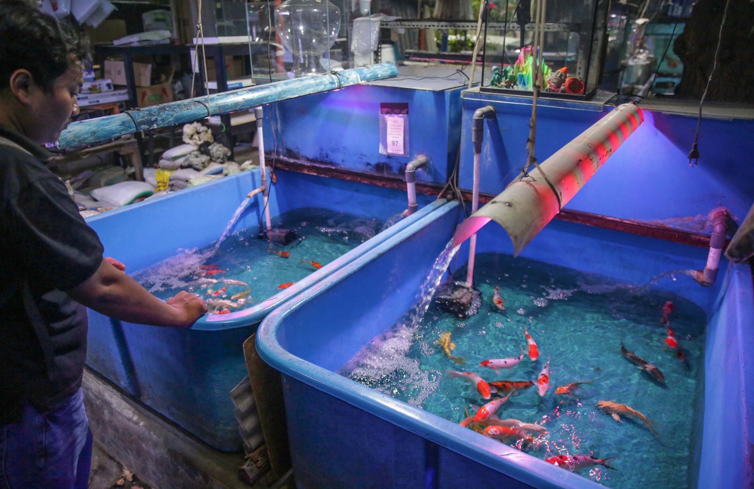 Indonesia Menjadi Eksportir Ikan Hias Terbesar Kedua di Dunia