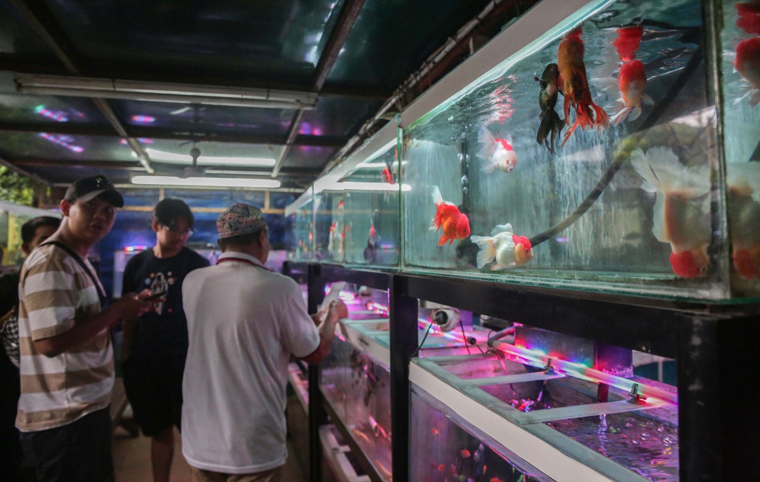 Indonesia Menjadi Eksportir Ikan Hias Terbesar Kedua di Dunia