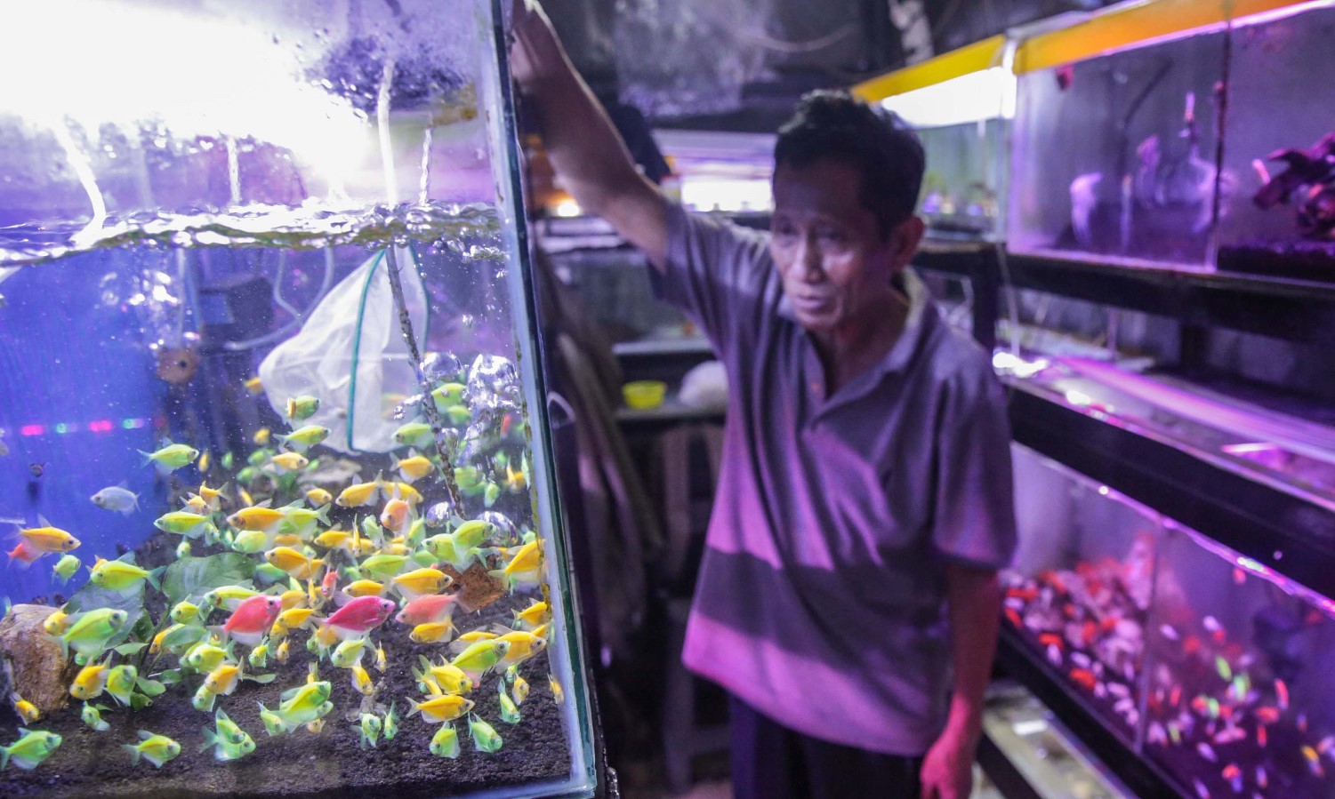 Indonesia Menjadi Eksportir Ikan Hias Terbesar Kedua di Dunia