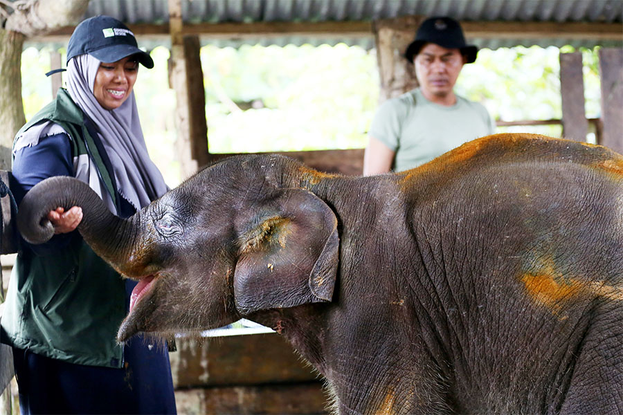 Perawatan Anak Gajah Liar Sumatra 
