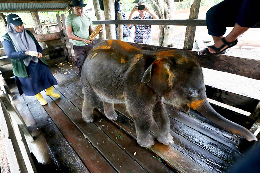 Perawatan Anak Gajah Liar Sumatra 