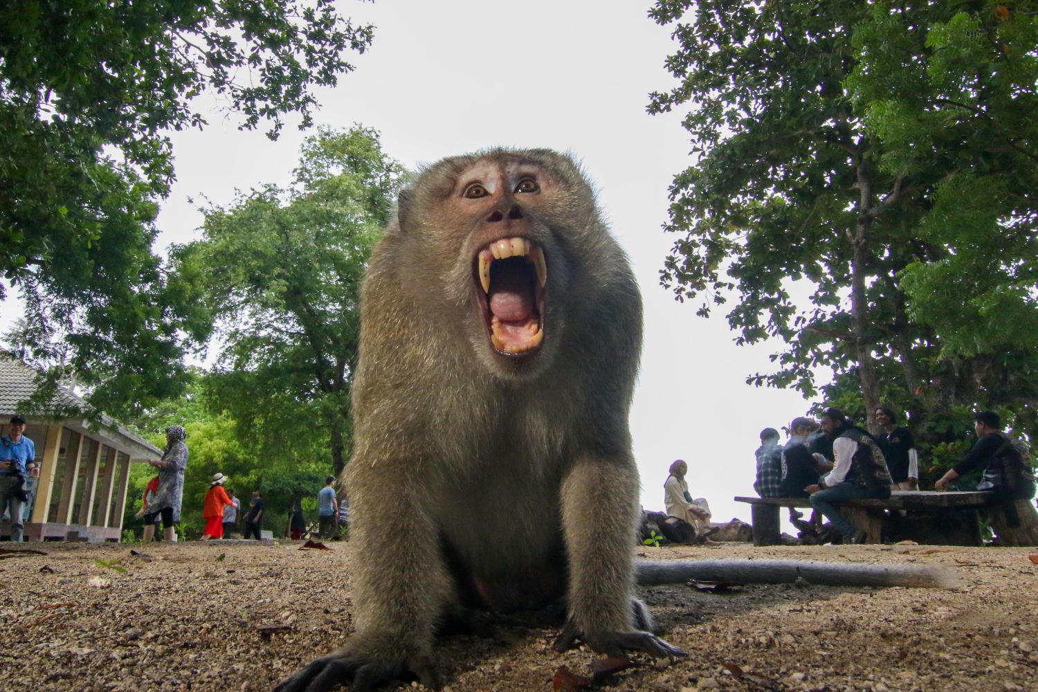 Populasi Monyet Ekor Panjang