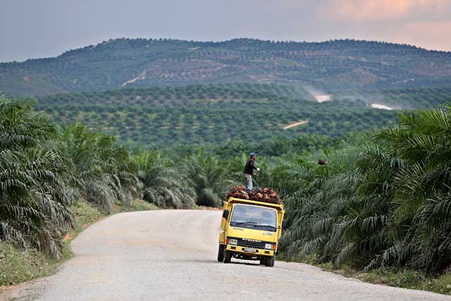 Perkebunan kelapa sawit di Sulung, Kalimantan Tengah.
